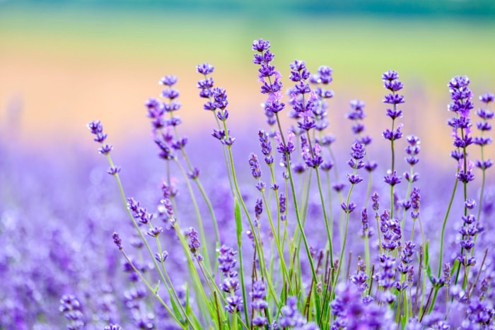 fleurs qui attirent les papillons - lavande