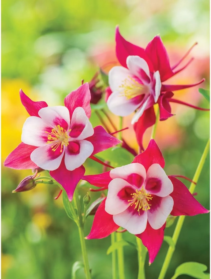 les meilleures fleurs à partir de graines - fleurs d'ancolie rouges et blanches