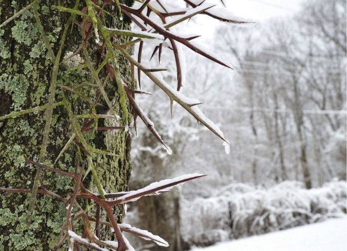 10 arbres qui causent des problèmes dans votre jardin