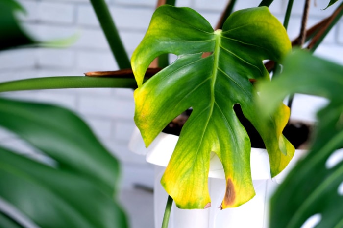 signes d'arrosage excessif des plantes jaunes