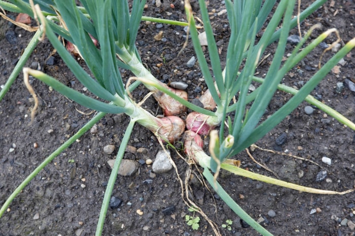 Les échalotes poussent dans le jardin