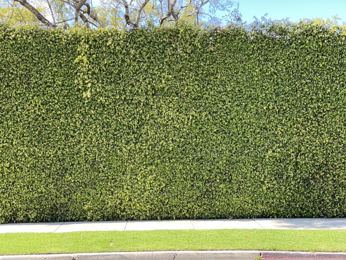 Une haie d'ifs borde un trottoir pour protéger l'intimité d'une maison.