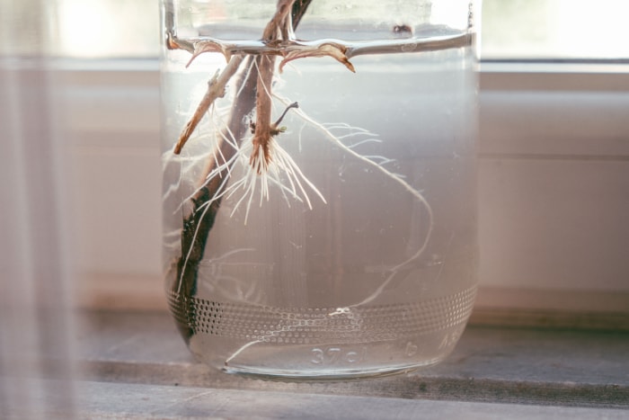 Sélection d'herbes culinaires et aromatiques biologiques fraîches cultivées à la maison dans des pots en verre sur fond de bois, jardinage à domicile, gros plan, mise au point sélective. Persil et menthe