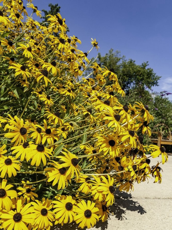 25 plantes faciles à utiliser pour un aménagement paysager à toute épreuve