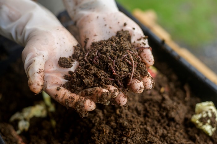 comment labourer un jardin sans motoculteur – mains avec des vers dans le sol