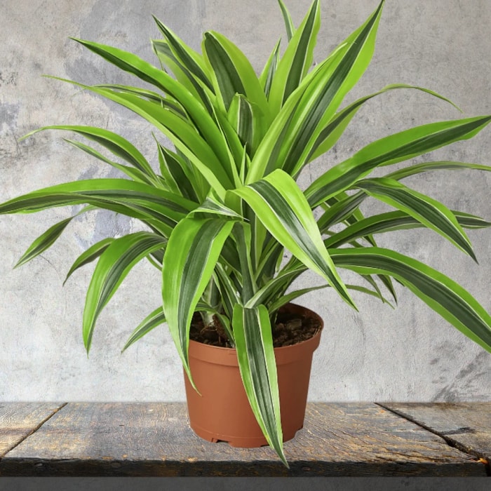 Plante en pot Dracaena avec des feuilles jaunes et vertes