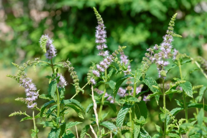 Plante de menthe verte aux fleurs violettes.