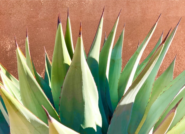 Les meilleures plantes en pot pour le plein soleil