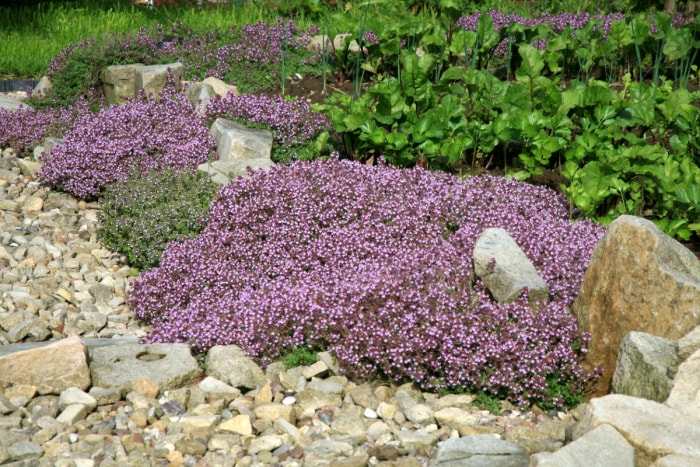 Thym rampant fleuri autour des rochers