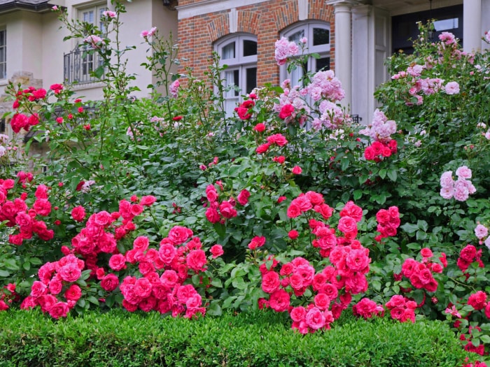 iStock-1404288788 plantes épineuses tous les rosiers arbustifs utilisés comme belle haie pour la protection de la vie privée