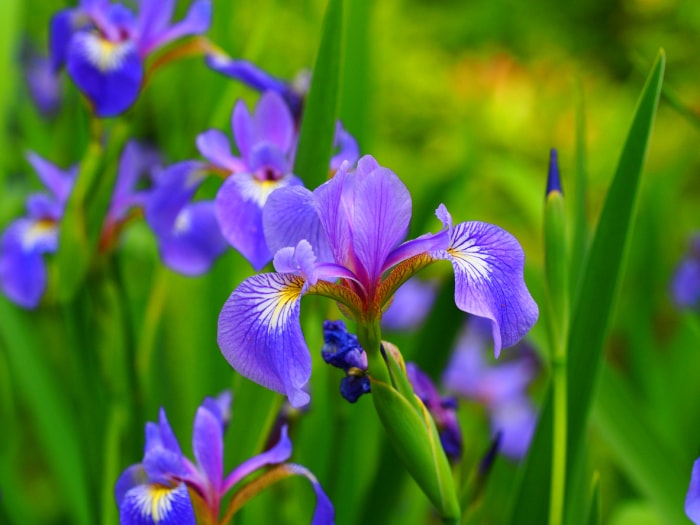 plantes d'étang