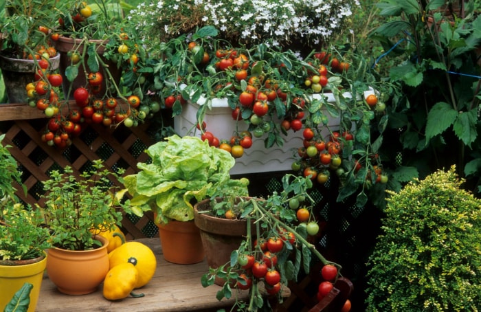 La ferme de 12 pouces : 12 aliments que vous pouvez facilement cultiver dans des conteneurs