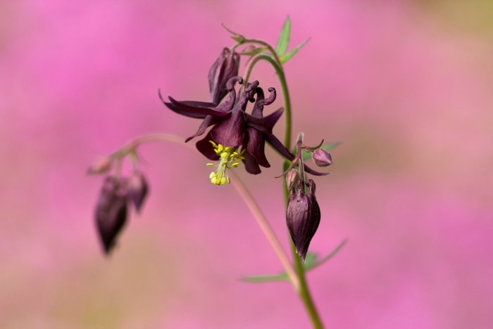 Une ancolie bordeaux foncé fleurit devant un jardin rose flou.