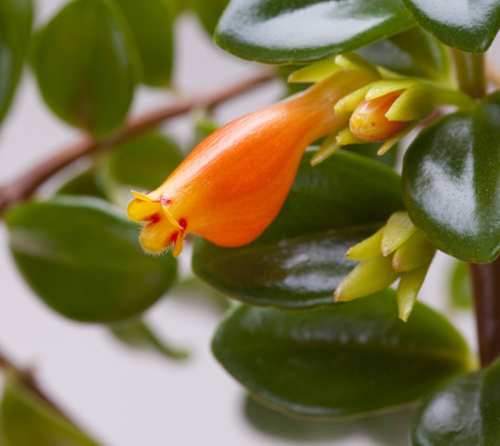 iStock-185902554 plantes d'intérieur les plus difficiles à maintenir en vie plante de poisson rouge gros plan de la fleur orange