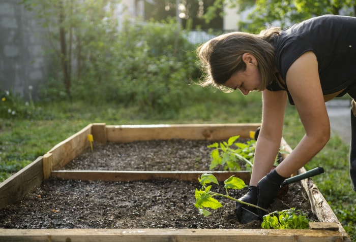 Une personne plante des semis dans un jardin surélevé en bois fait maison