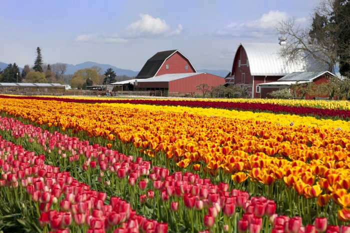 Rangées de tulipes devant des granges dans la vallée de Skagit, dans l'État de Washington.