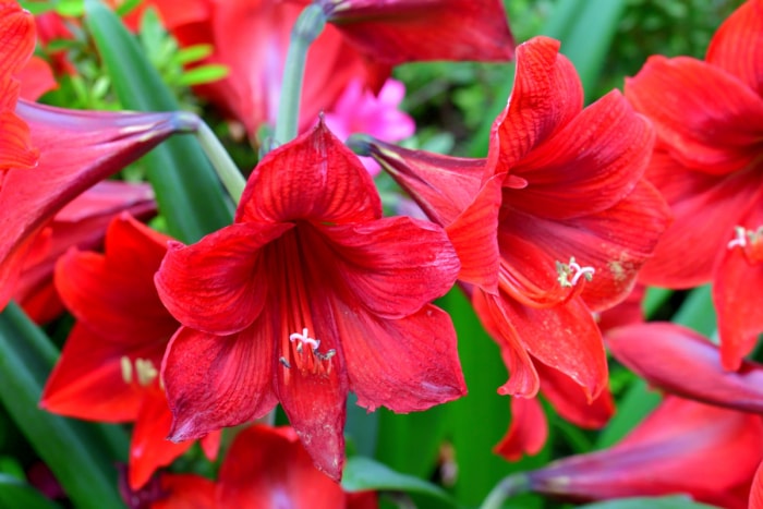 Fleurs d'amaryllis rouges.