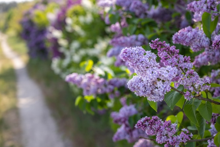 Buissons de fleurs de lilas violets avec un fond doux.