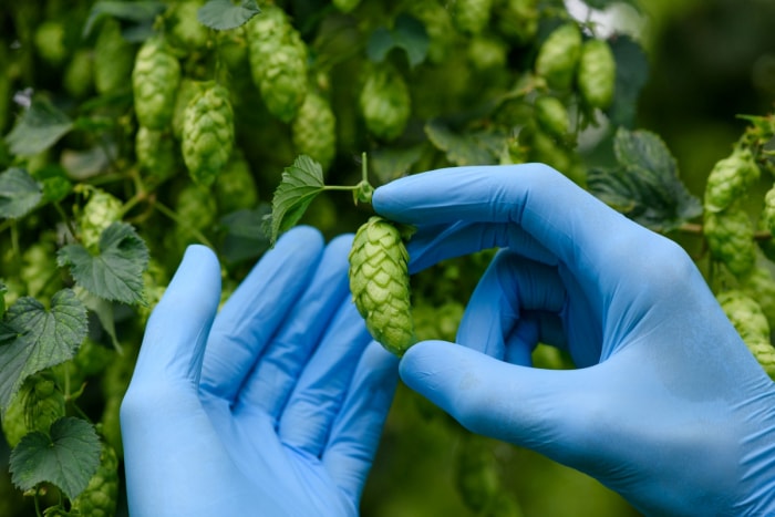 Des mains gantées récoltent le houblon