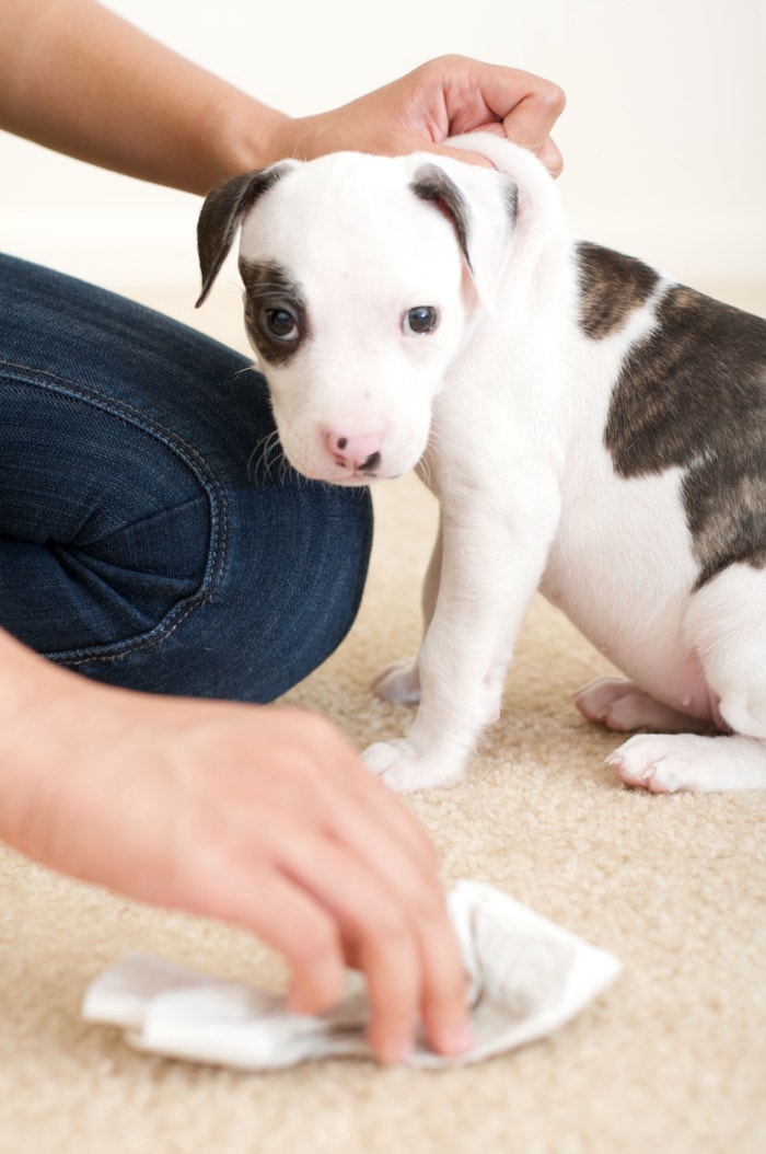 Le premier accident d'un chiot pitbull's