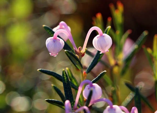 Romarin des marais de glace bleue (Andromeda polifolia 'Blue Ice')