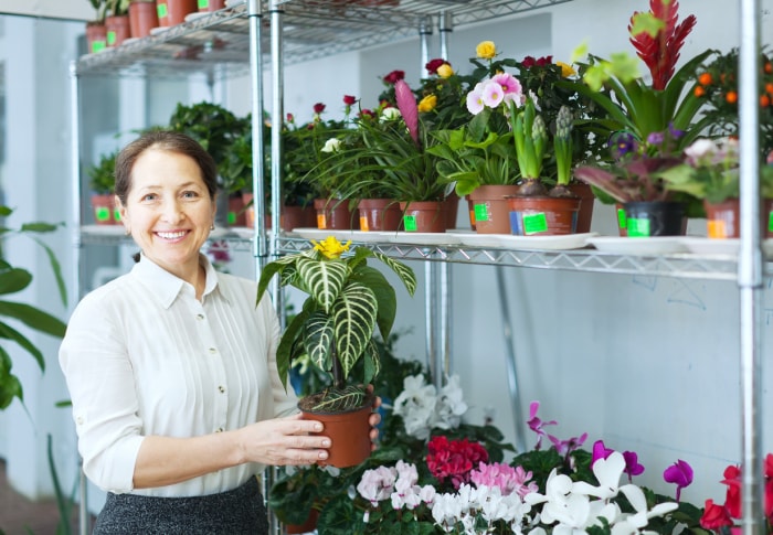 soins de la plante zébrée