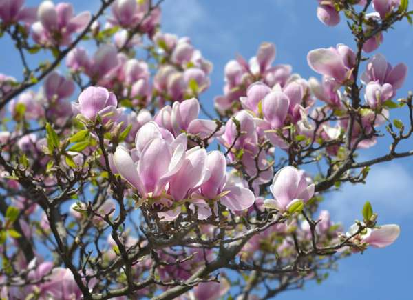 Magnolia soucoupe