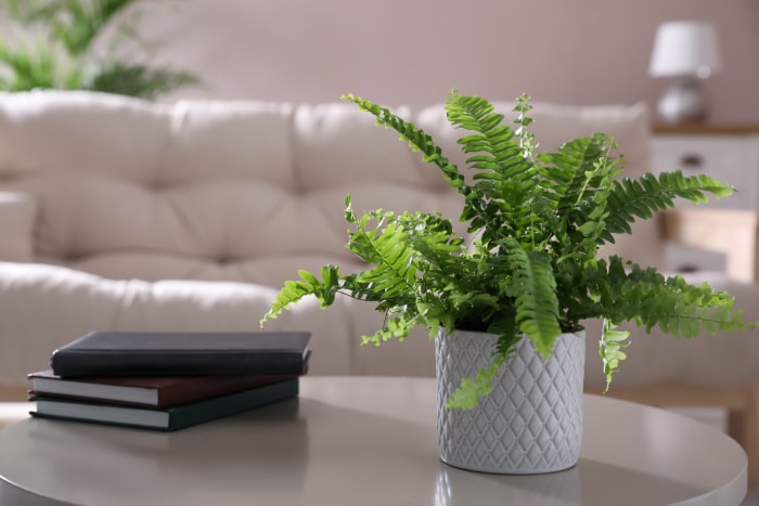 plantes d'intérieur à faible luminosité fougère en pot dans le salon