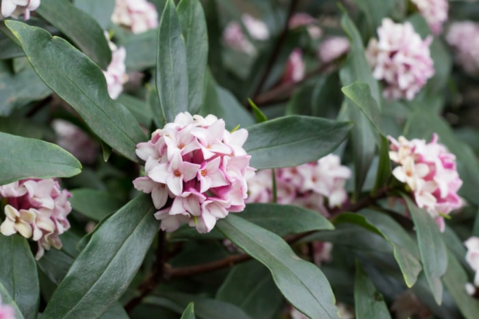 Grappe de fleurs roses sur une plante