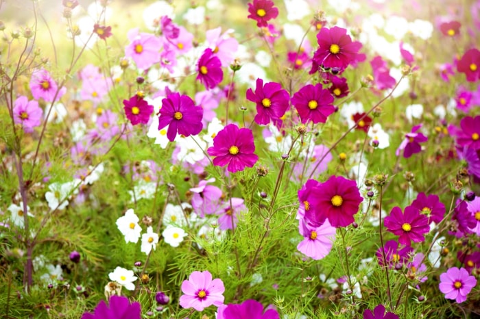 Un champ de fleurs de cosmos roses, violettes et blanches.