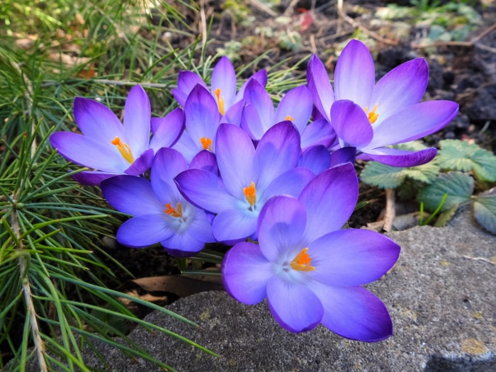 fleurs qui attirent les abeilles - fleurs de crocus violets dans le sol