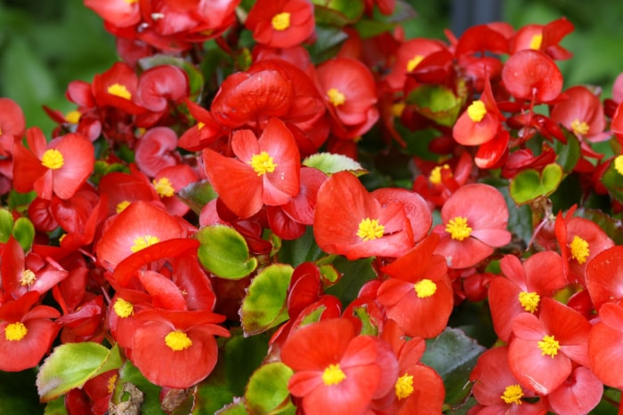 Petites fleurs rouges de bégonia.