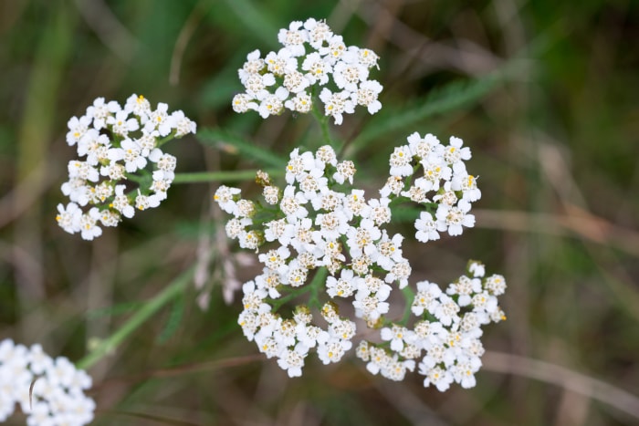 types de fleurs sauvages d'achillée millefeuille