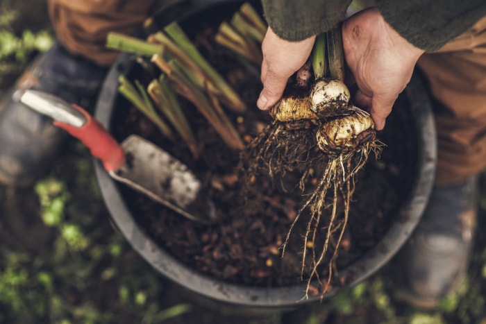 femme tenant un bulbe de plantes à planter dans le jardin