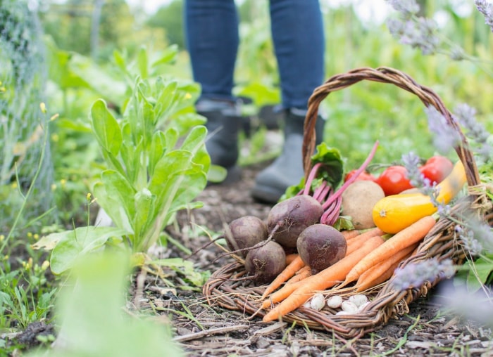 10 façons dont votre jardin peut lutter contre le changement climatique