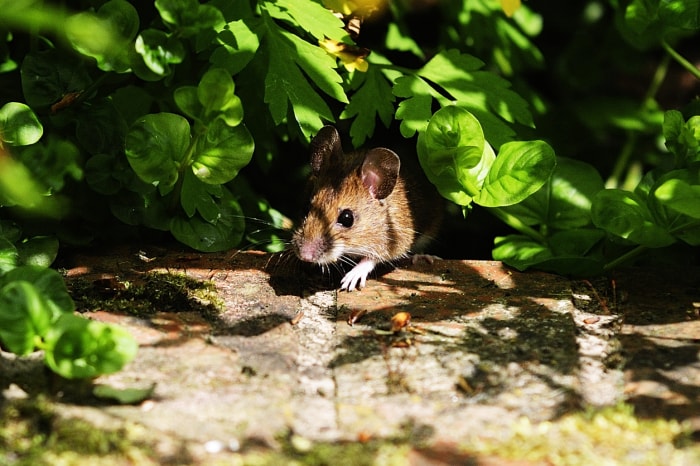 10 raisons pour lesquelles le jardinage peut vous rendre malade