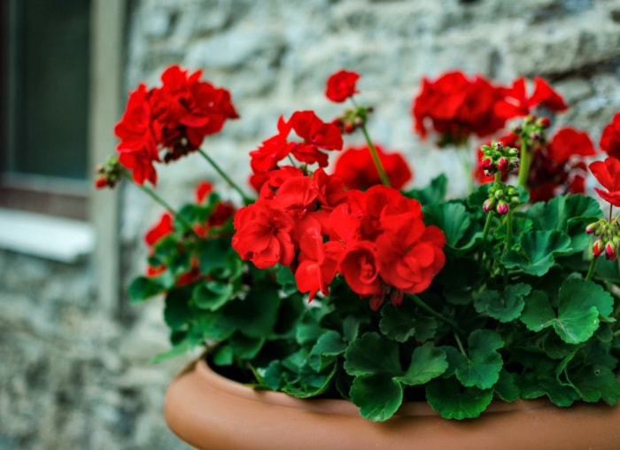 Les meilleures plantes en pot pour le plein soleil