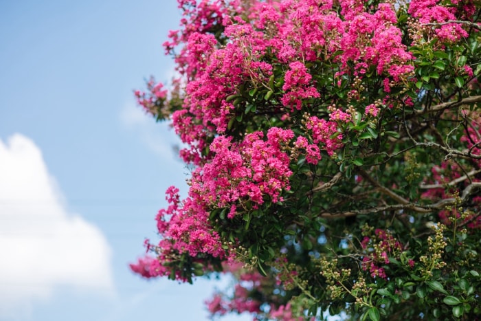 Arbuste de myrte crêpe rose poussant par une journée ensoleillée.