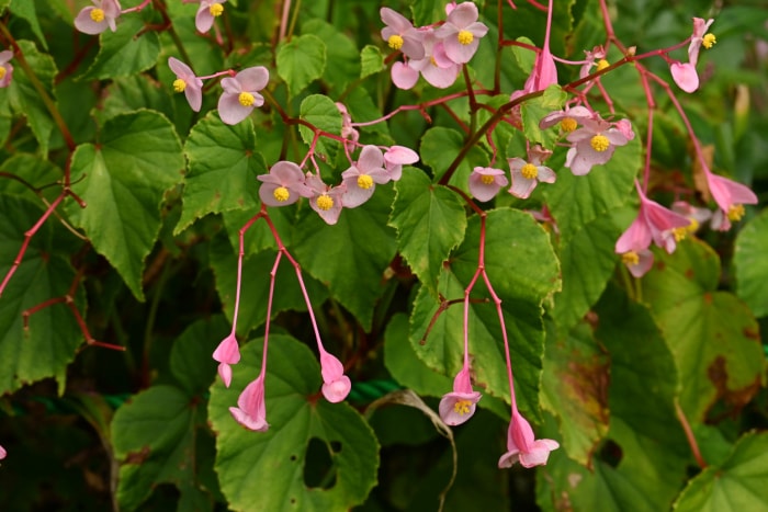 Fleurs de bégonia rustiques roses et jaunes poussant dans un buisson vert.