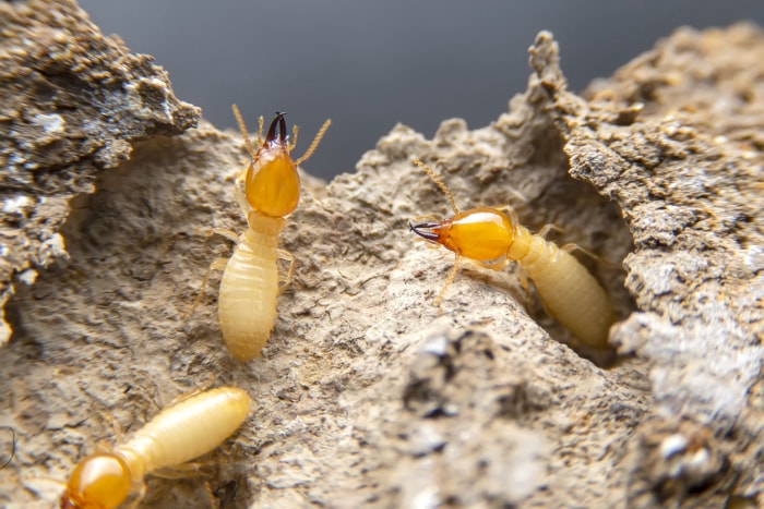 À quoi ressemblent les termites selon les trois castes différentes