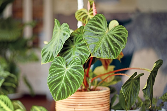 iStock-1318399887 plante d'intérieur philodendron