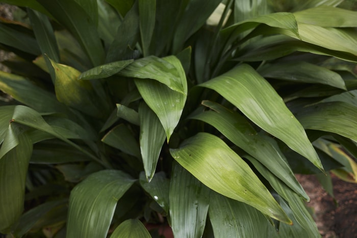 plantes d'intérieur à faible luminosité, plante en fonte, feuilles larges vertes en gros plan