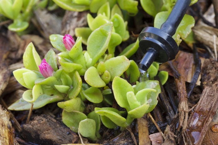 Un système d'irrigation goutte à goutte arrosant une petite plante à fleurs dans un paysage domestique xériscape.