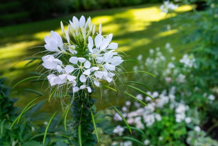 Fleur de cléome blanche