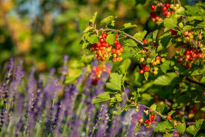 Un plant de lavande pousse à côté d'un arbuste de groseilles rouges.