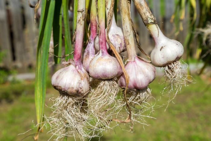 Comment récolter l'ail