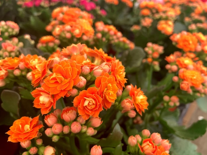 Fleurs de kalanchoé orange