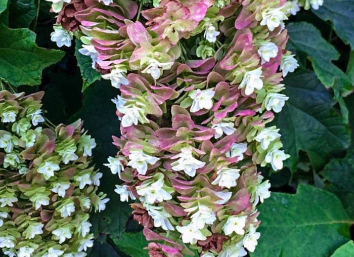 Plantez ces 12 hortensias pour un jardin époustouflant