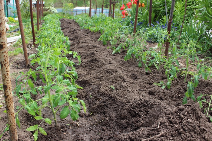 Jeune plant de tomate dans un jardin