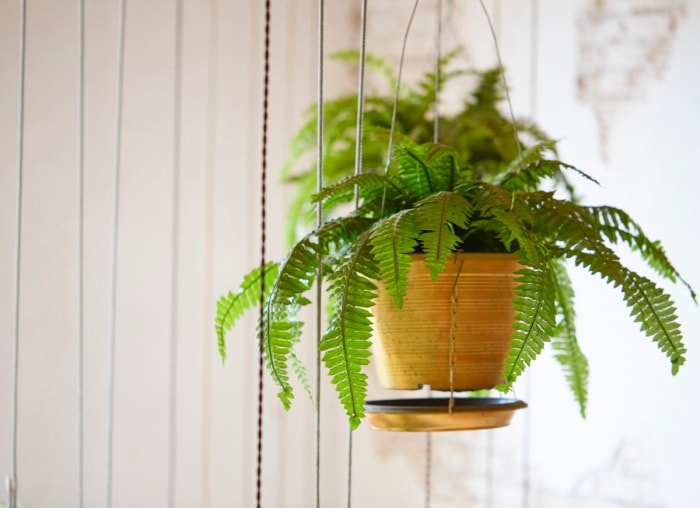 10 plantes d'intérieur tendance qui sont sans danger pour les animaux de compagnie, selon les experts